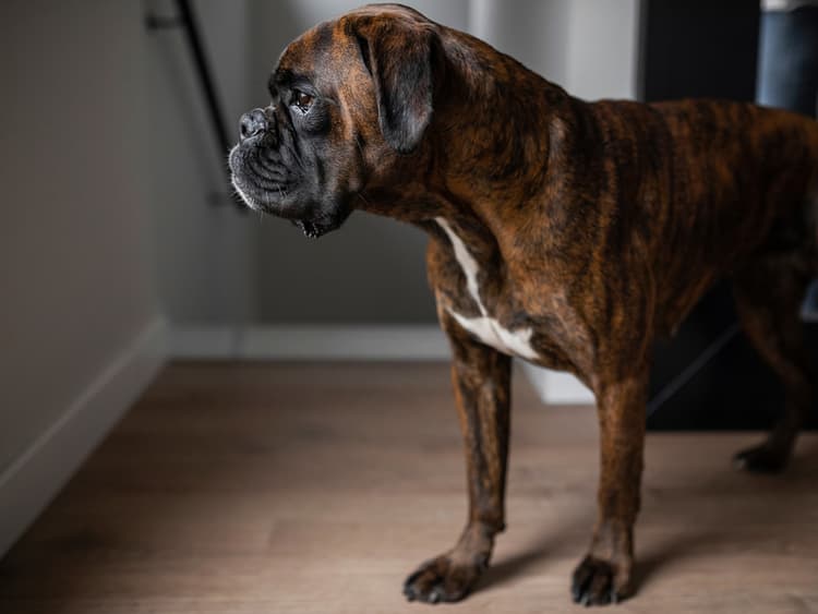 Controversy Over Purebred Dog Breeding Documentary