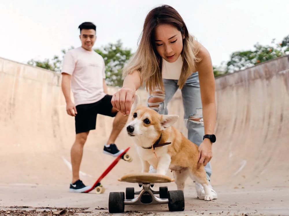 How to Teach Your Dog to Skateboard