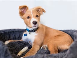 Why Mixed-Breed Dogs Make Incredible Pets