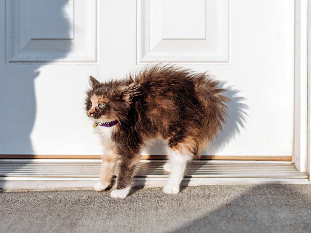 7 Surprising Things Cats Are Afraid Of