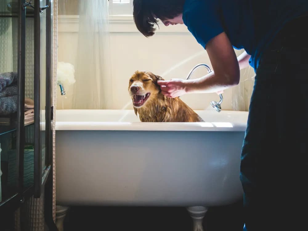 giving pets regular baths to prevent fleas