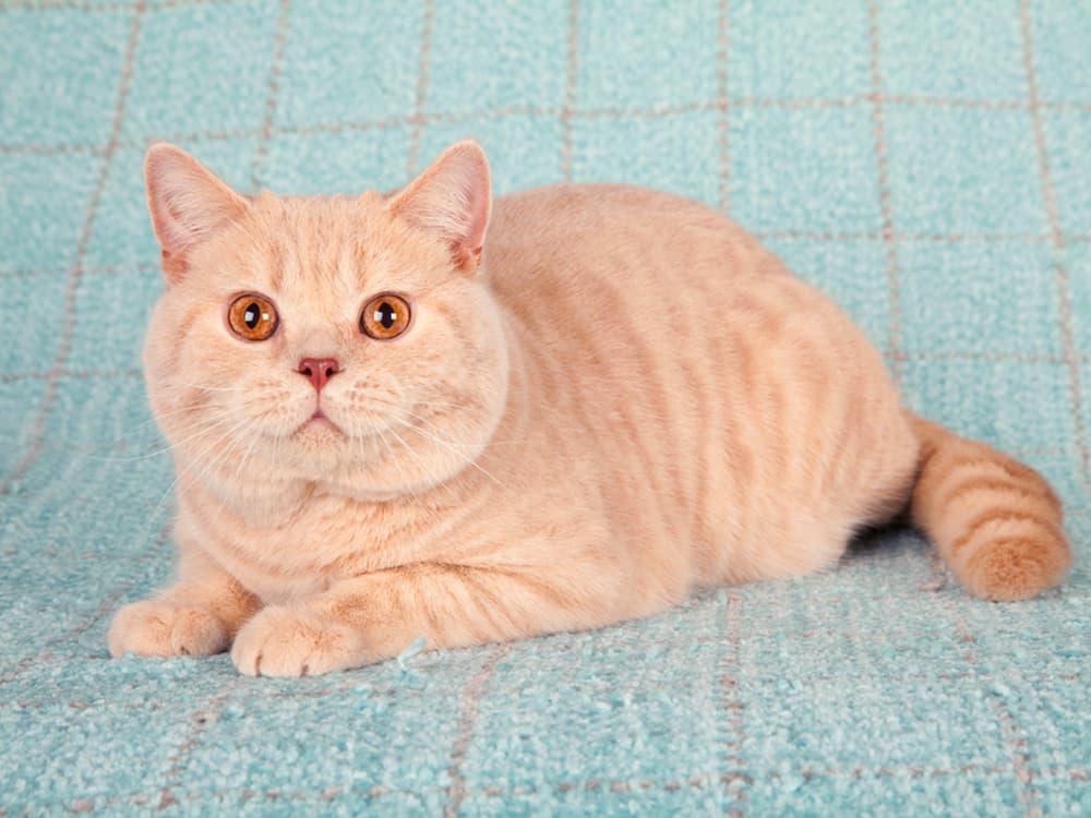Cream British Short hair cat lying down
