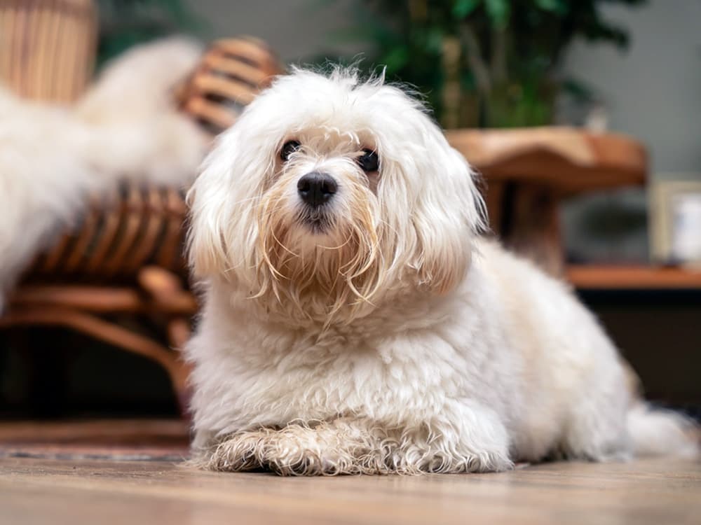 long coated havanese dog on smooth floor