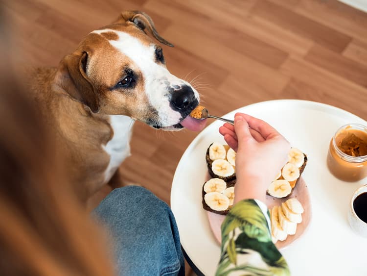 Can Dogs Eat Peanuts?