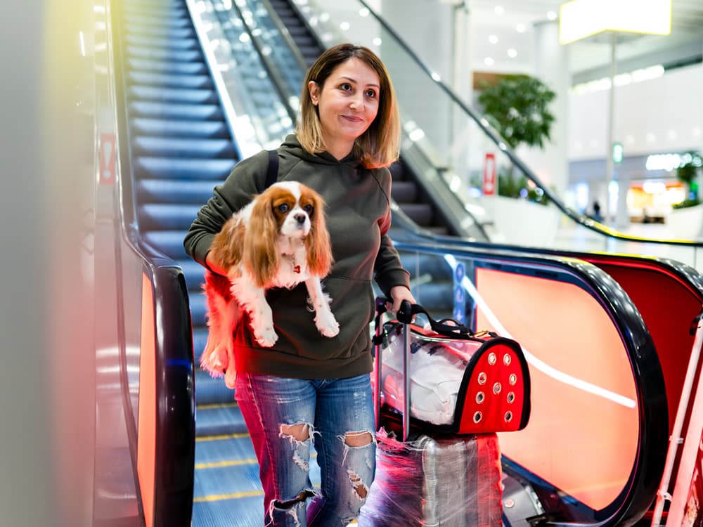 American Airlines Just Made It Easier for You to Travel With Your Pet
