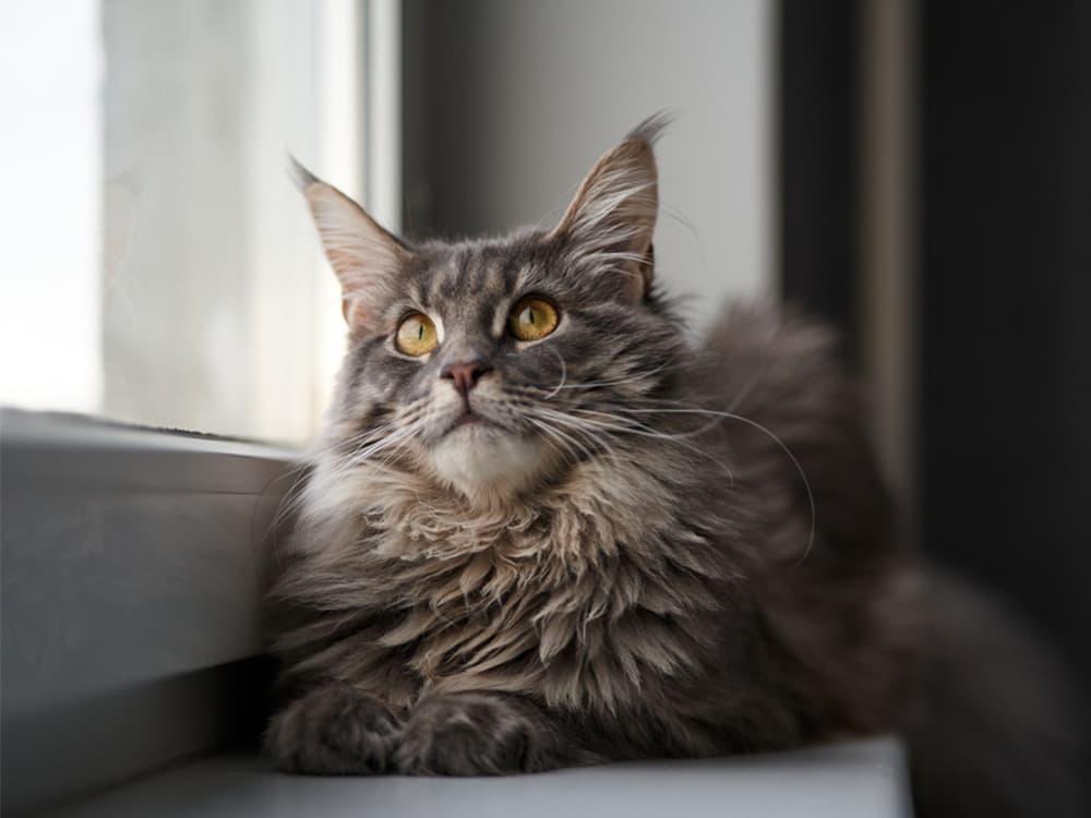 maine coon cat