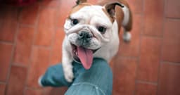 5 Signs Your Dog Needs to Be Neutered