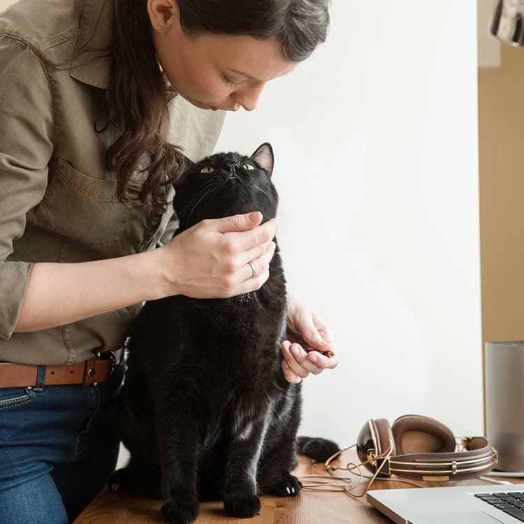 How to Give a Cat a Pill
