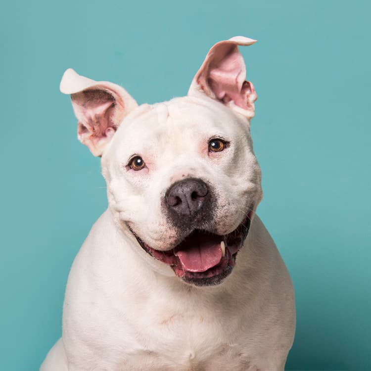 Why I Used AI to Reconstruct Cropped Dog Ears