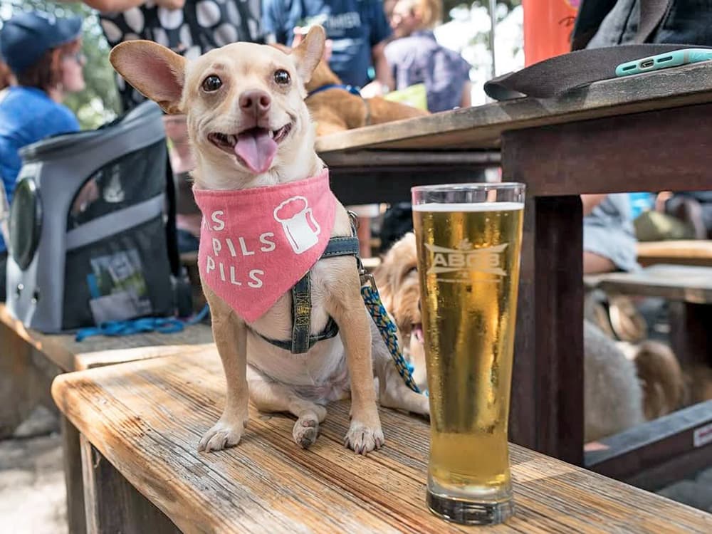 10 Best Dog-Friendly Breweries in the U.S. Where You Can Chill With Your Pup