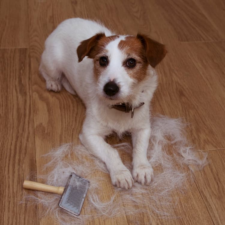 Why Does My Dog Shed So Much?