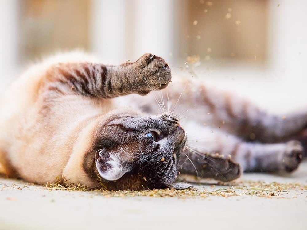 Get This: While Your Cat Is High on Catnip, They’re Also Repelling Pests