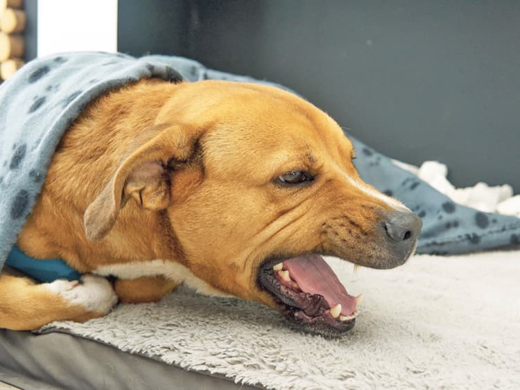 Why Is My Dog Coughing? 11 Reasons Why and What to Do