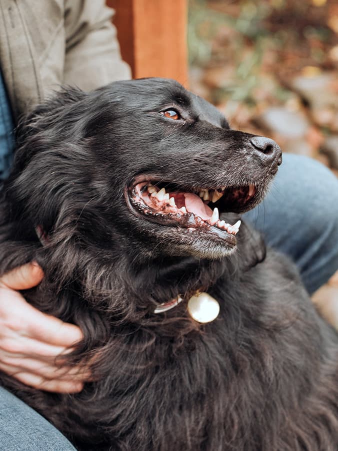 Plaque vs. Tartar in Dogs’ Teeth