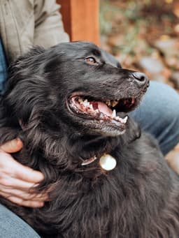 Plaque vs. Tartar in Dogs’ Teeth
