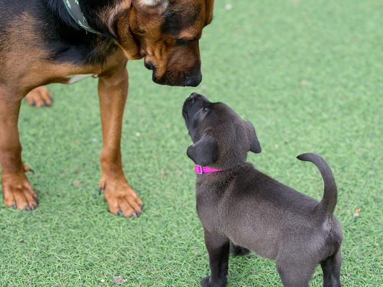 Getting a Second Dog?