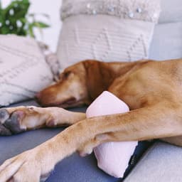 Catnip for Dogs: Is it Safe?