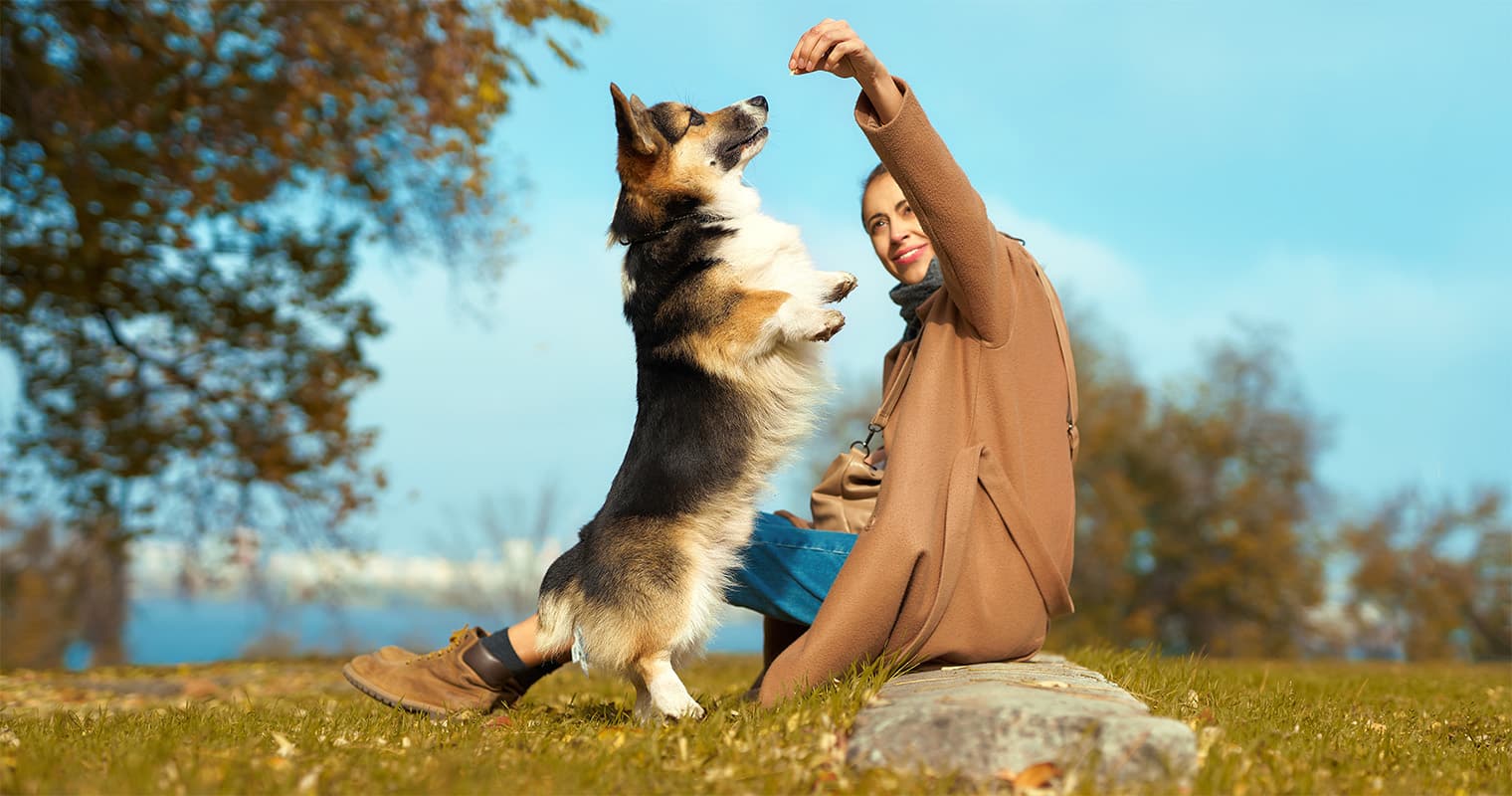 The Top 20 Smartest Dog Breeds Around