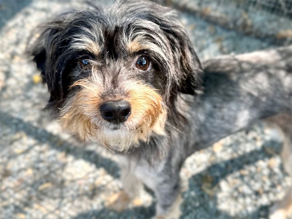 Yorkie mix breed