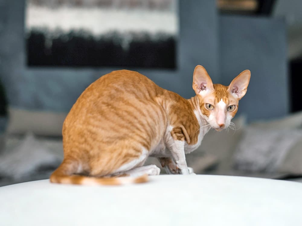 Cornish Rex cat