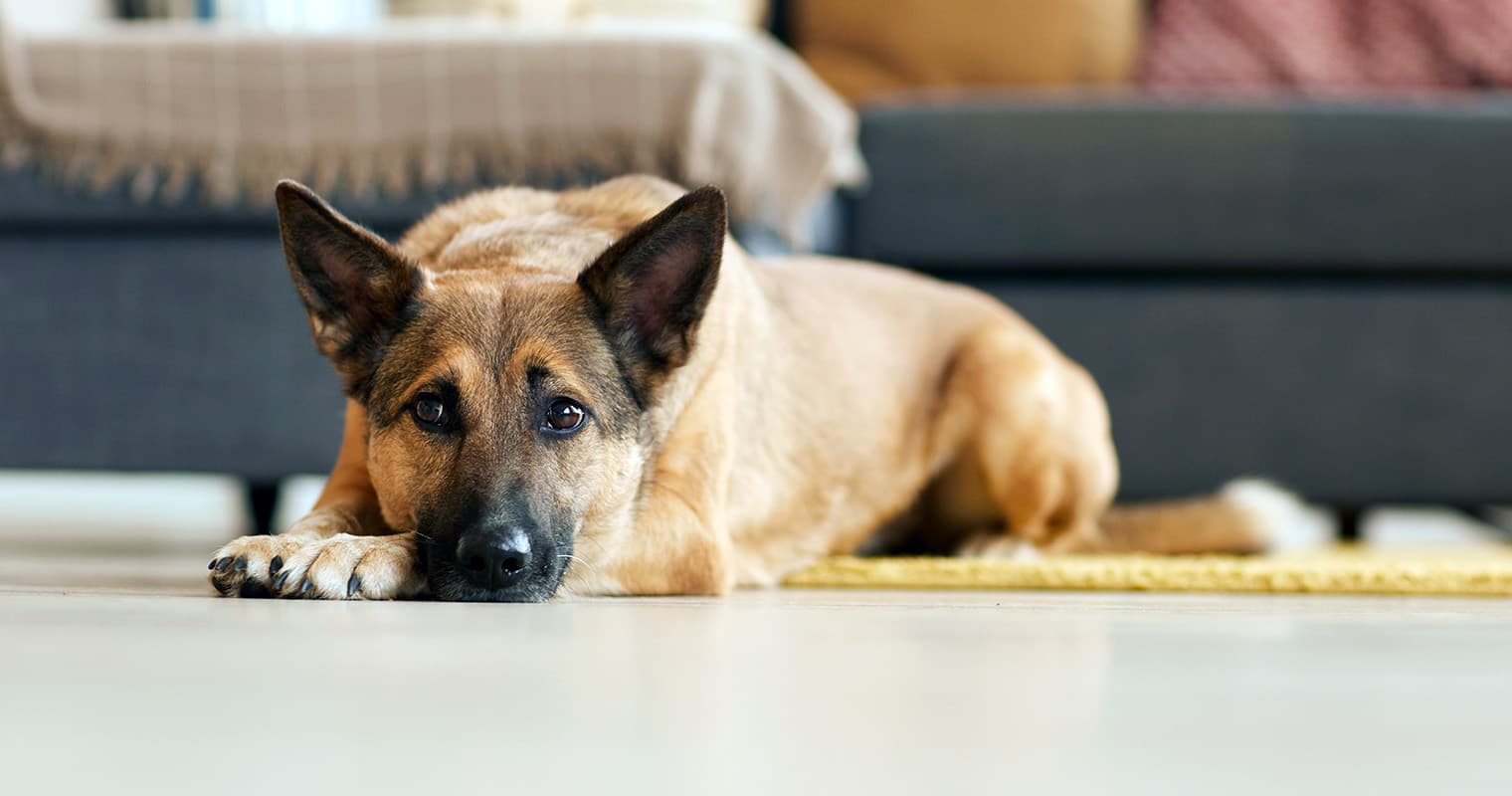 How Do I Surrender My German Shepherd?