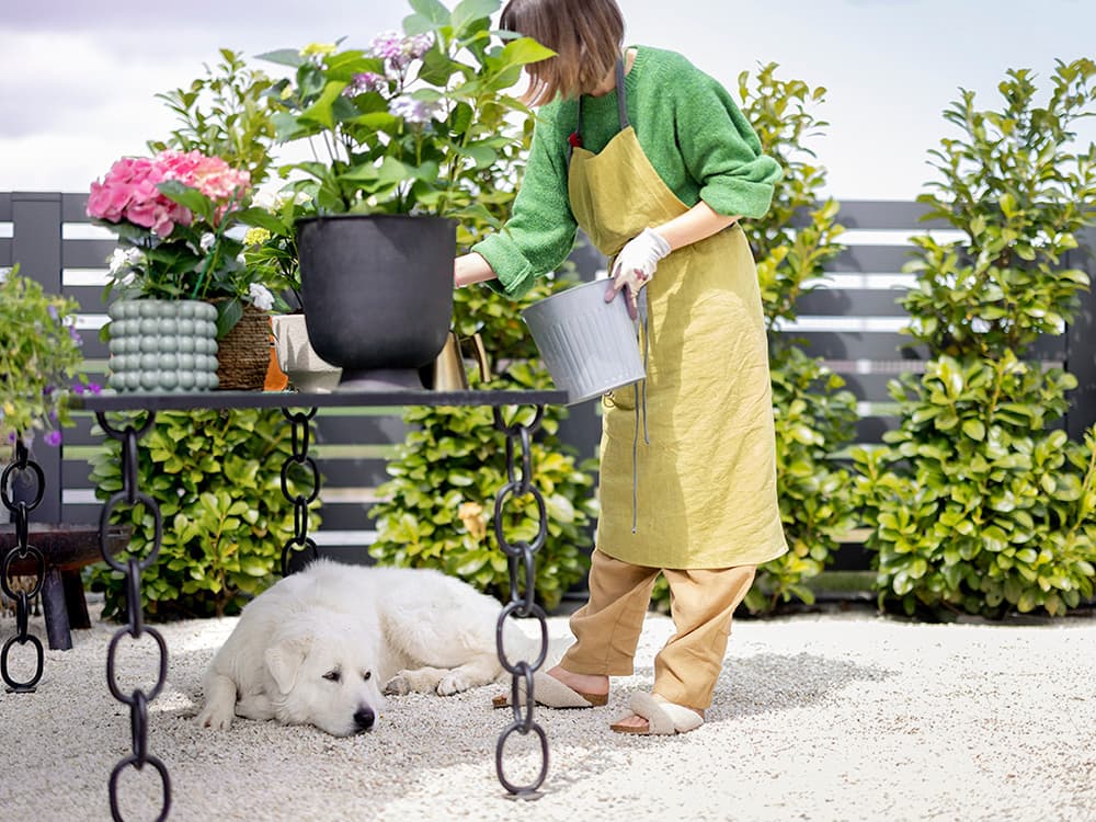 Follow These 4 Pet-Safe Pest Control Tips for Your Summer Garden