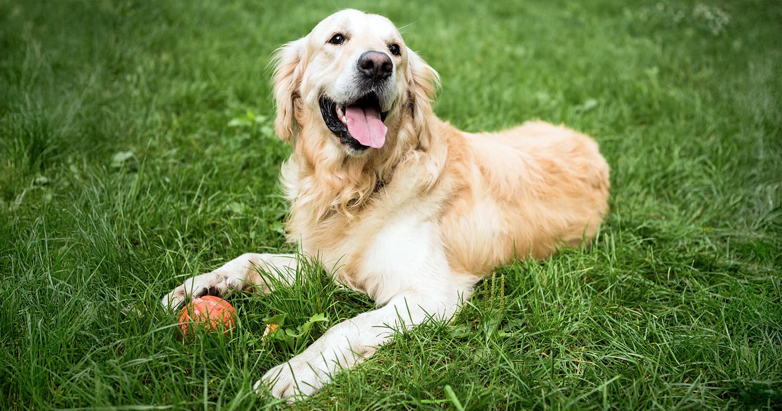 Common Golden Retriever Health Problems