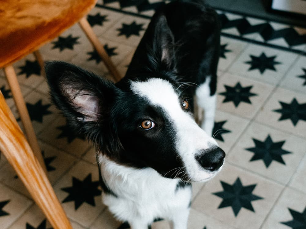 Stem Cell Therapy For Dogs: Everything You Need to Know