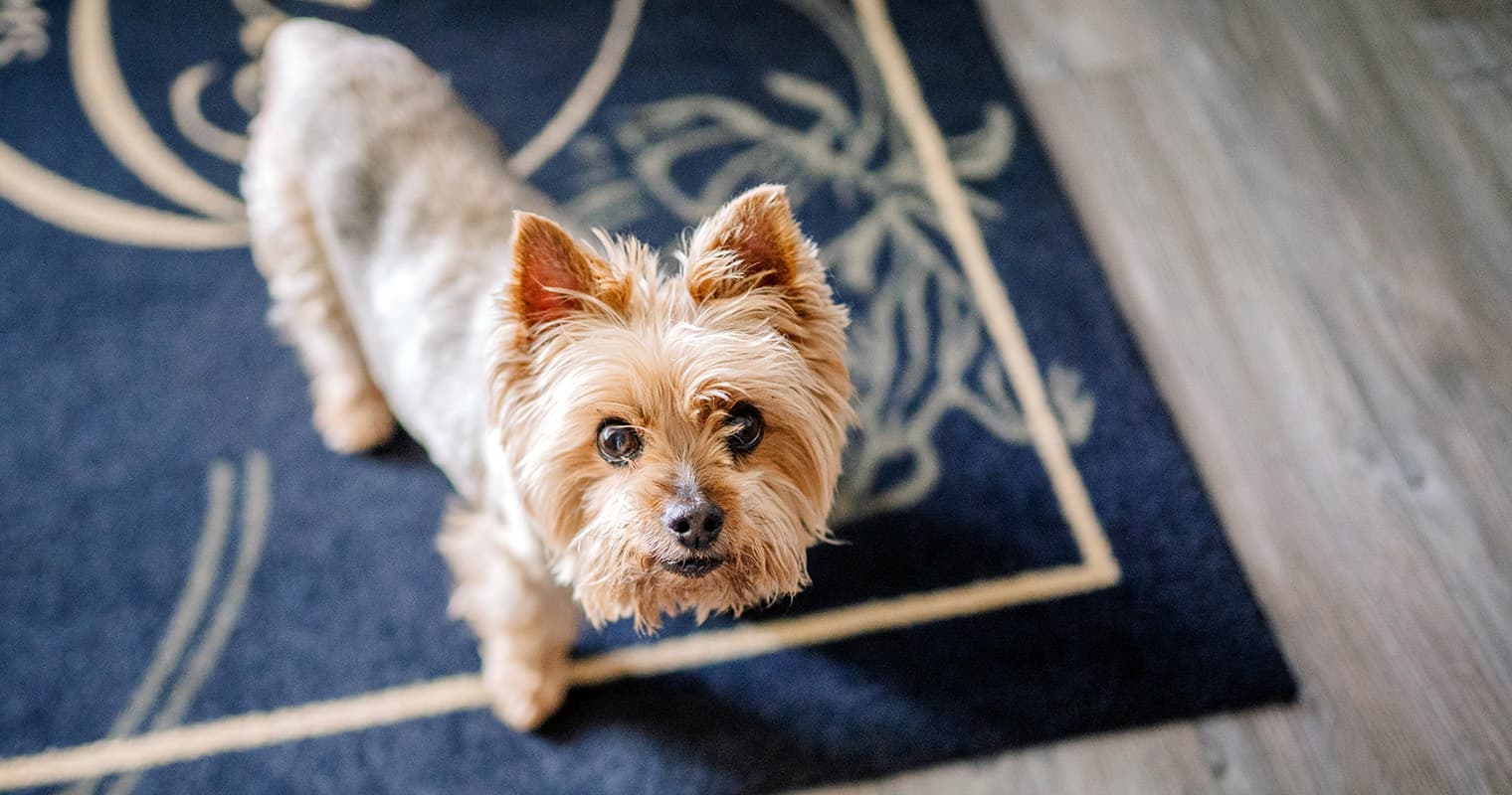 How Do I Surrender My Yorkie?