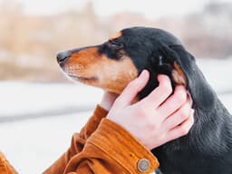 Why You Should Adopt a Senior Dog This Month