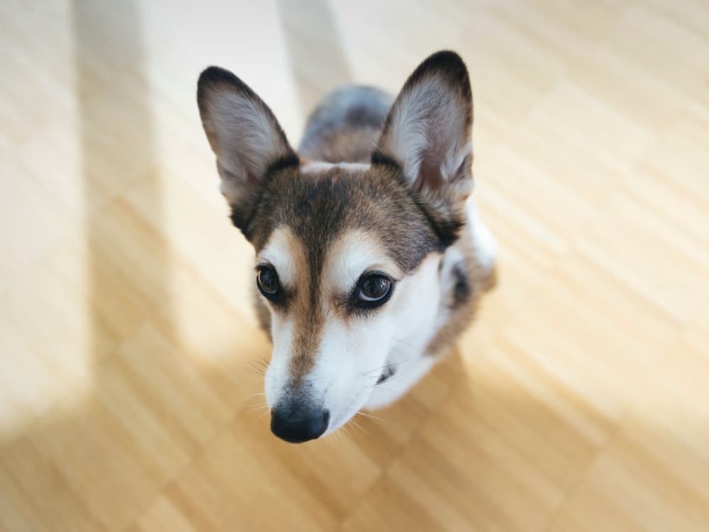 How to Get Your Scared Dog to Trust You