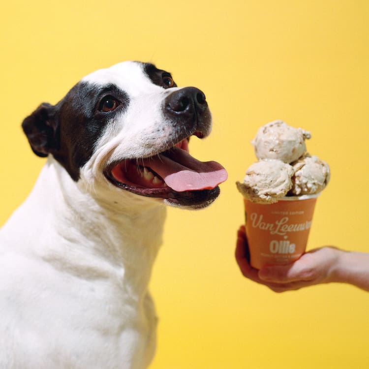 6 Dog-Friendly Ice Cream Options Your Pup Can Lick Up This Summer