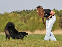 6 Ways Your Dog Is Signaling They Want to Play—Right Now