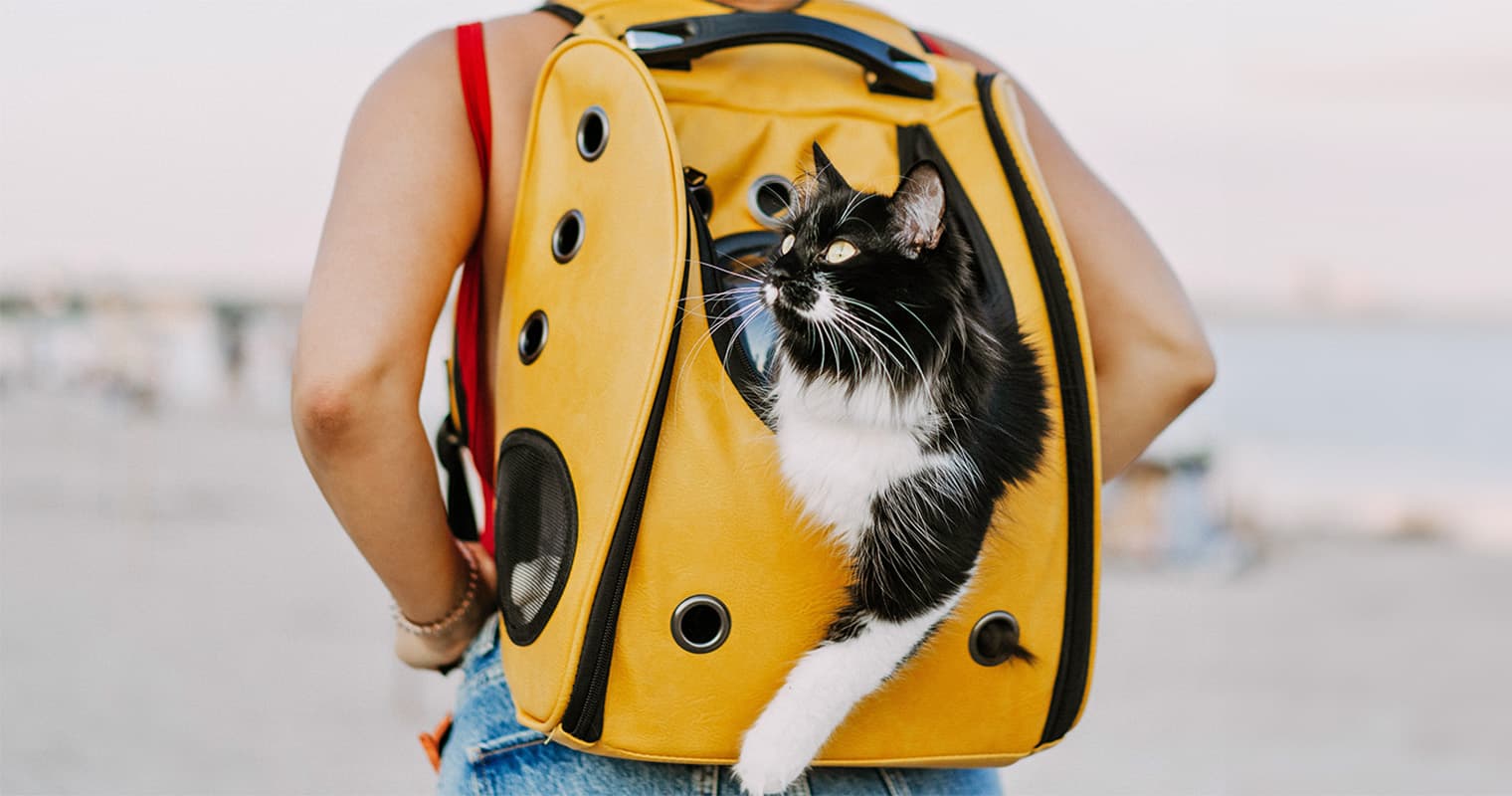 How to Choose the Best Cat Carrier