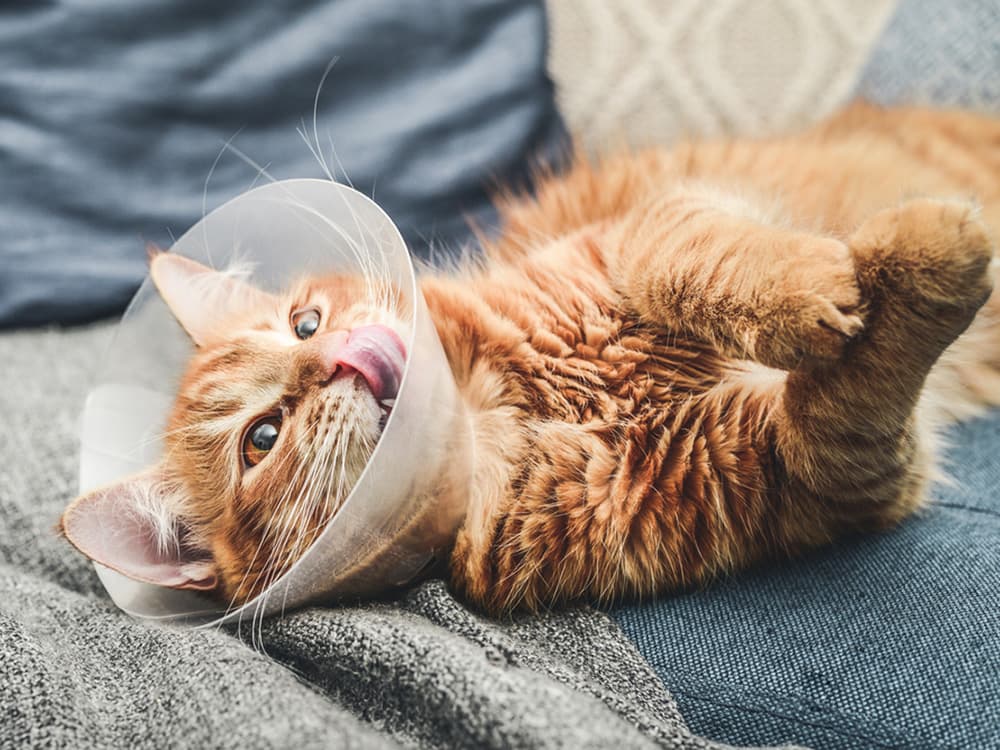 Neutering Male Cats: Behavior and Recovery Guide
