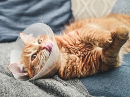 Neutering Male Cats: Behavior and Recovery Guide