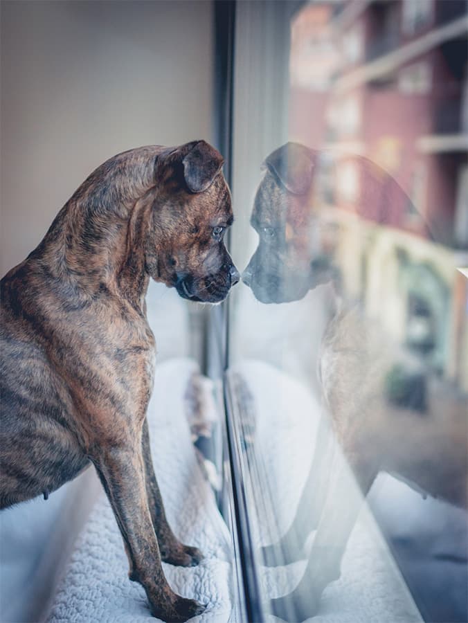 Dog Vision: What Do Dogs See?