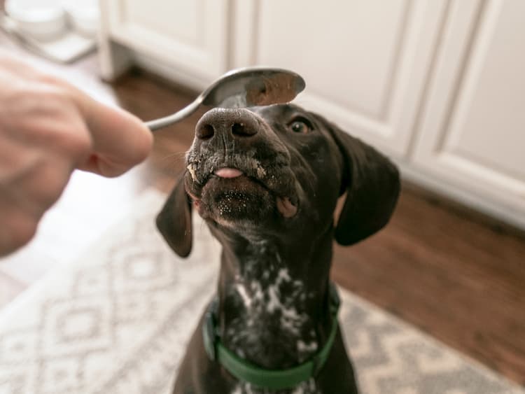 How to Make Homemade Peanut Butter for Your Dog