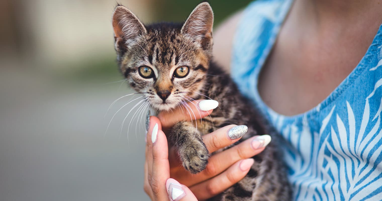 Animal Protection Laws and How They Work