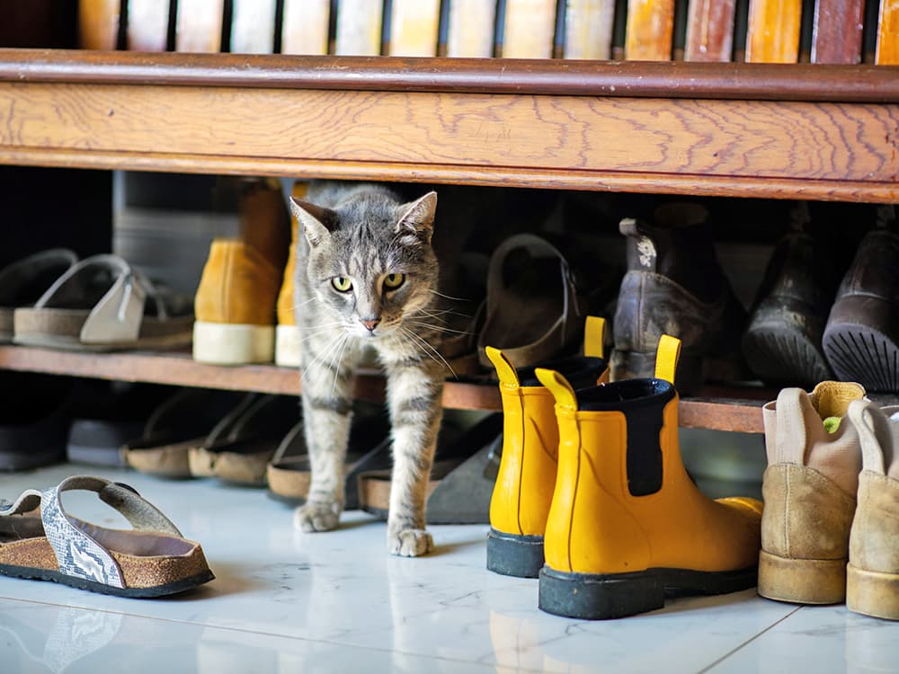 These Videos Will Bring Your Cat Out of Hiding—But Are They Okay to Use?