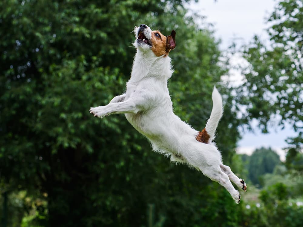 Meet 5 New Innovative Pet Startups