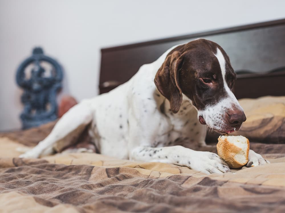 Make Your Pup Some Sourdough Discard Dog Treats