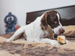 Make Your Pup Some Sourdough Discard Dog Treats