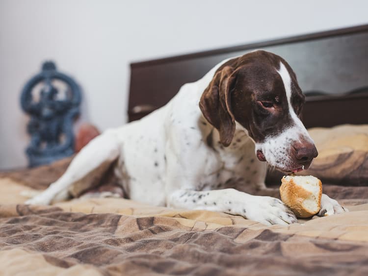 Make Your Pup Some Sourdough Discard Dog Treats