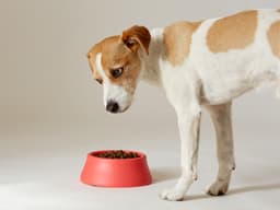 How to Get a Dog to Eat