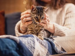 Why Does My Cat Knead Me?