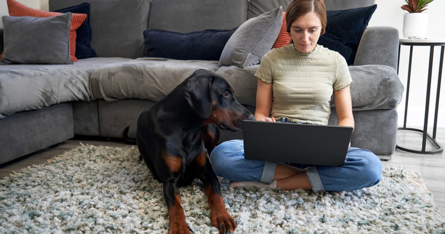 What Does It Mean to Surrender a Doberman Pinscher?