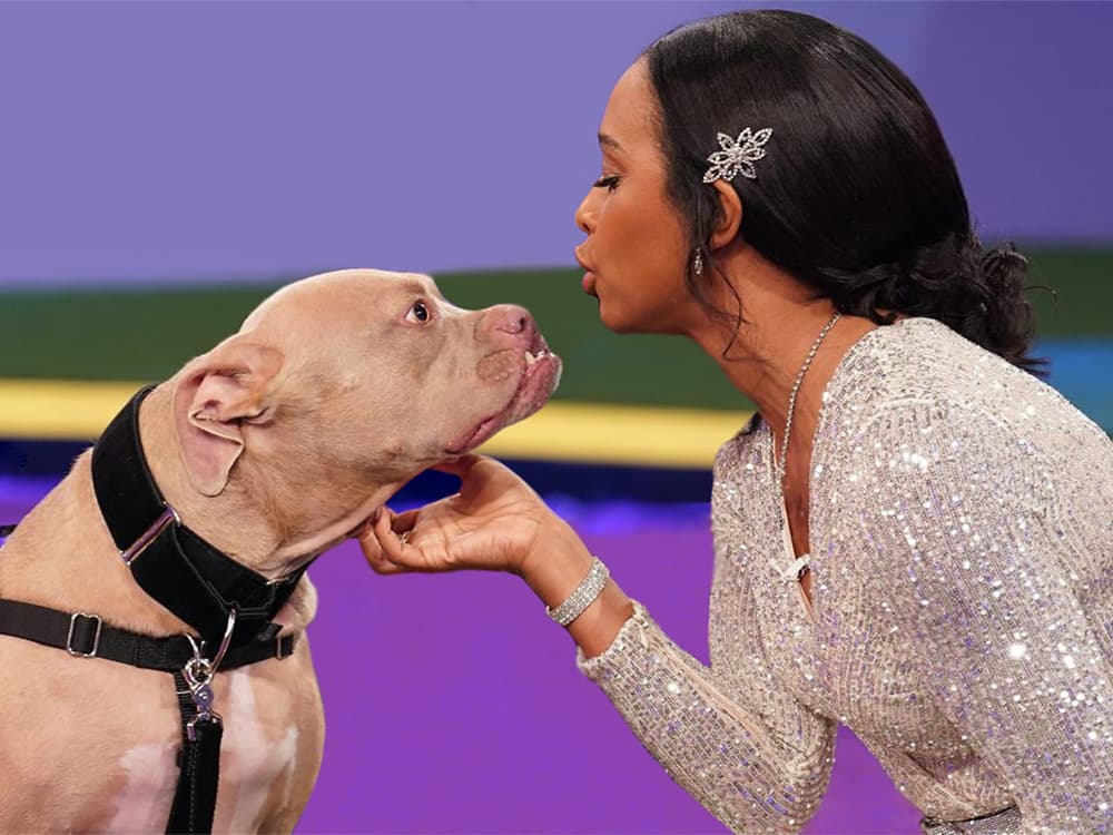 4 Dog Shows That Give Mixed Breeds a Chance to Shine