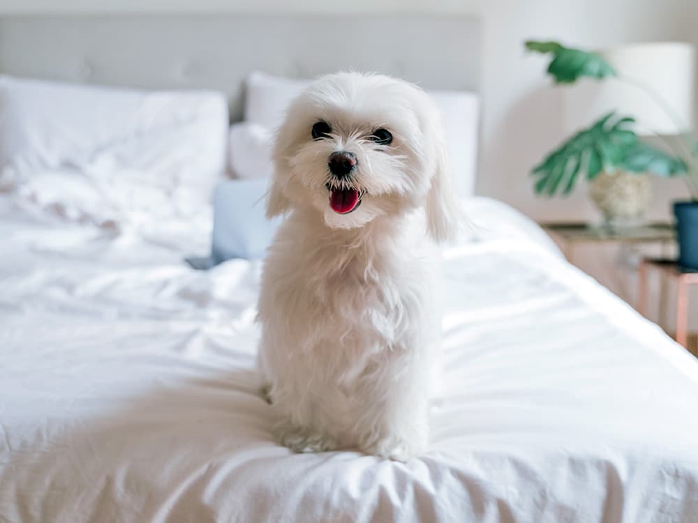cute low-shedding maltese on bed