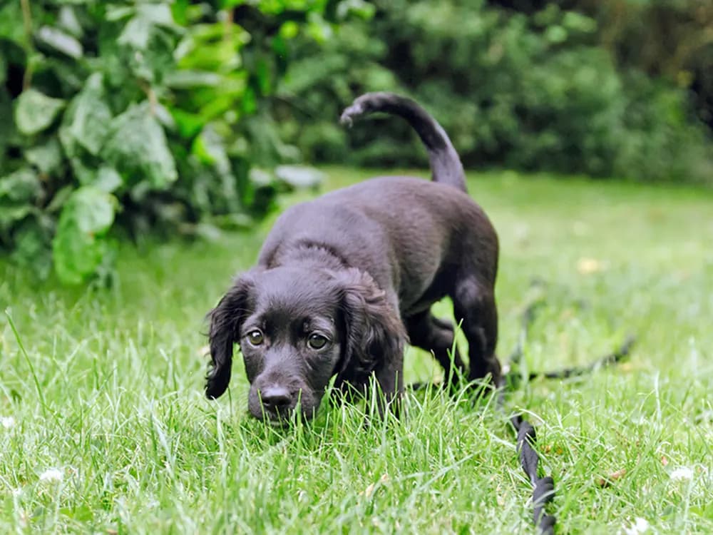 puppy trying to go potty outside on the grass